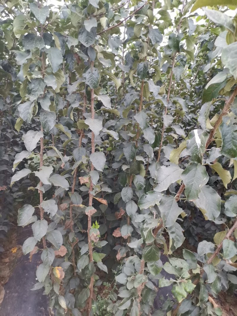 123苹果苗，成活率高，技术指导，保品种，可签合同
