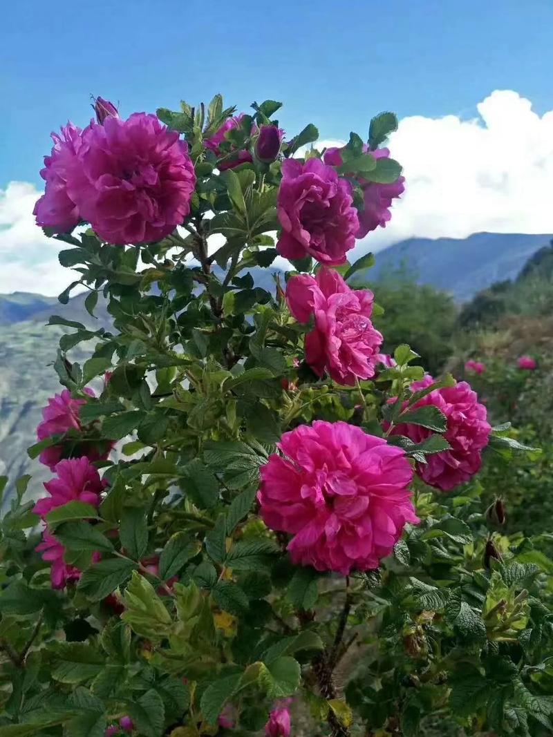 玫瑰苗，大马士革玫瑰苗，四季玫瑰苗