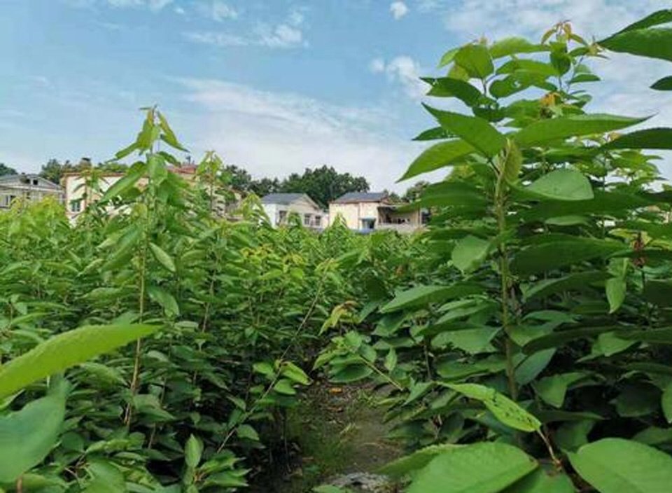 展示农技人员正在进行三蔓整枝操作,主蔓保留,侧蔓修剪整齐 美都西瓜田间整枝操作图示