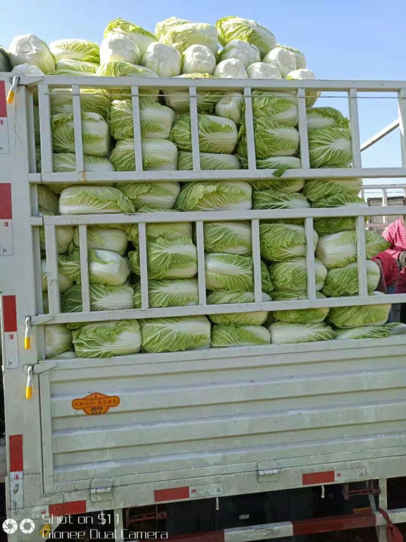 河北定州黄心白菜大量上市