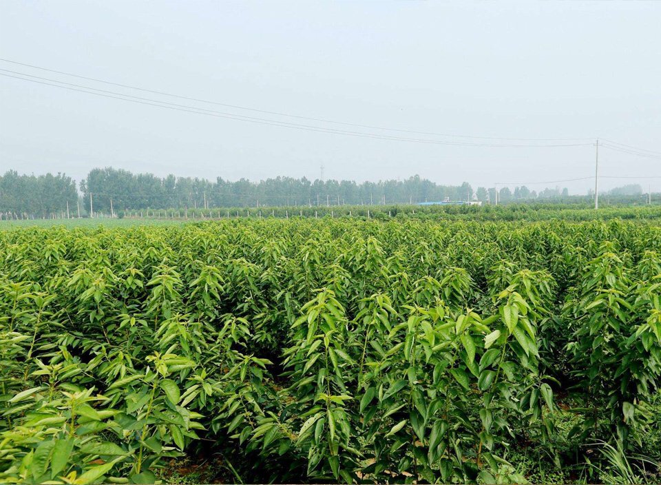 展示樱桃种植园中安装的智能农业设备,如土壤传感器、气象站等,背景为连片的樱桃树 樱桃园智能农业监测系统