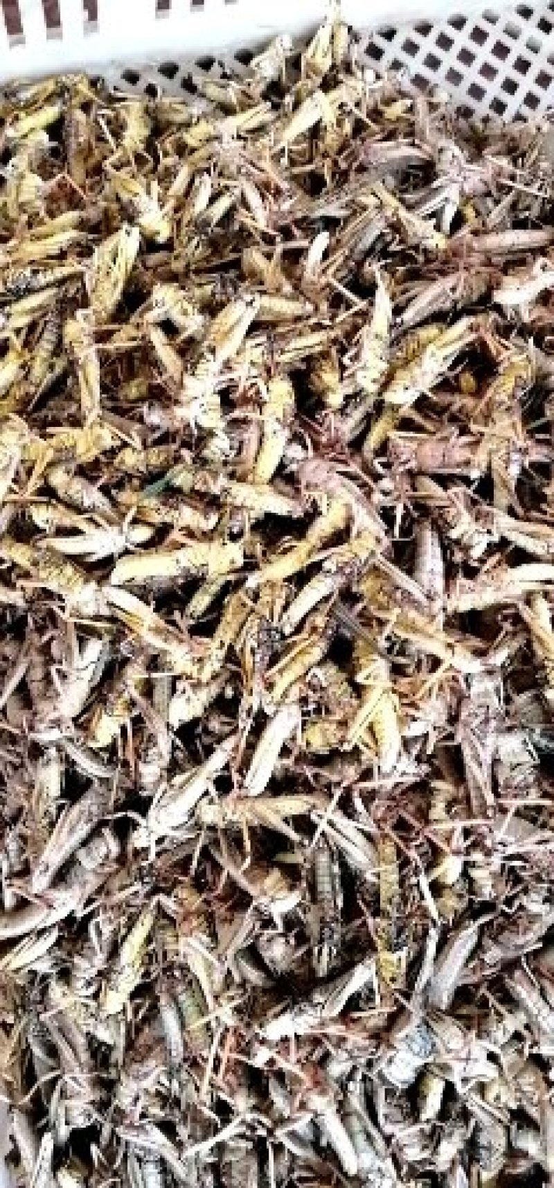 蚂蚱，蚂蚱，蝗虫，有去翅速冻蚂蚱，带翅速冻蚂蚱，活体蚂蚱