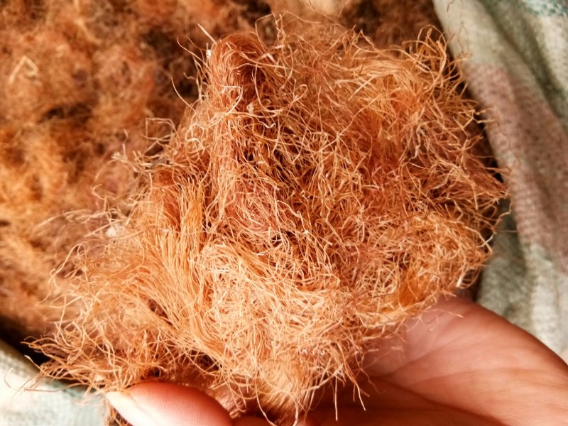 玉米须农家无硫统货新货干品玉米须肾茶