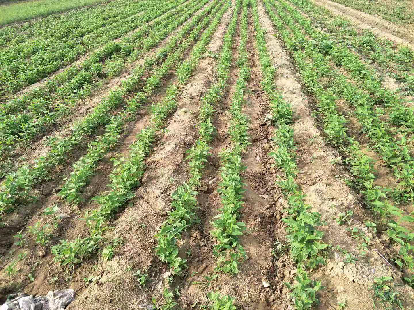 春季樱桃树开花管理