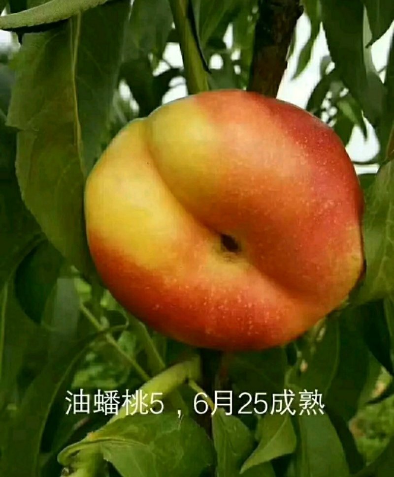 早露蟠桃树，早熟品种，黄蟠，红蟠，油蟠多个品种