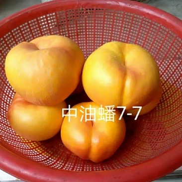 早露蟠桃树,早熟品种,黄蟠,红蟠,油蟠多个品种