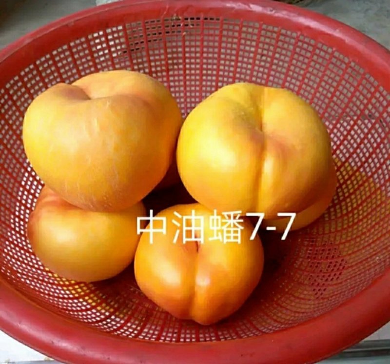 早露蟠桃树，早熟品种，黄蟠，红蟠，油蟠多个品种