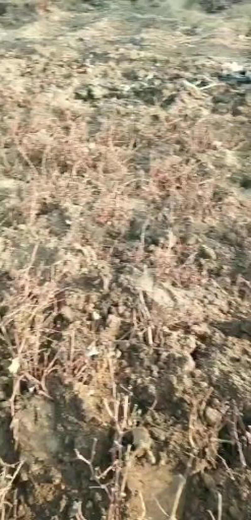 甬优一号葡萄苗，自家育苗，保证纯度，保证成活率！