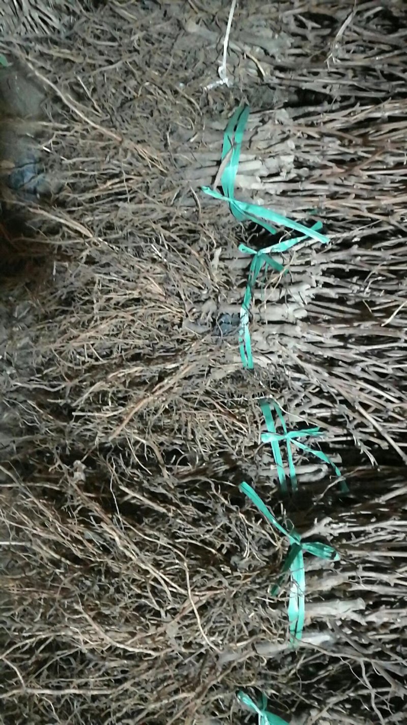 甬优一号葡萄苗，自家育苗，保证纯度，保证成活率！