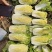 【优质菜】品质好价格低河南商丘大白菜，净菜，毛菜产地直供