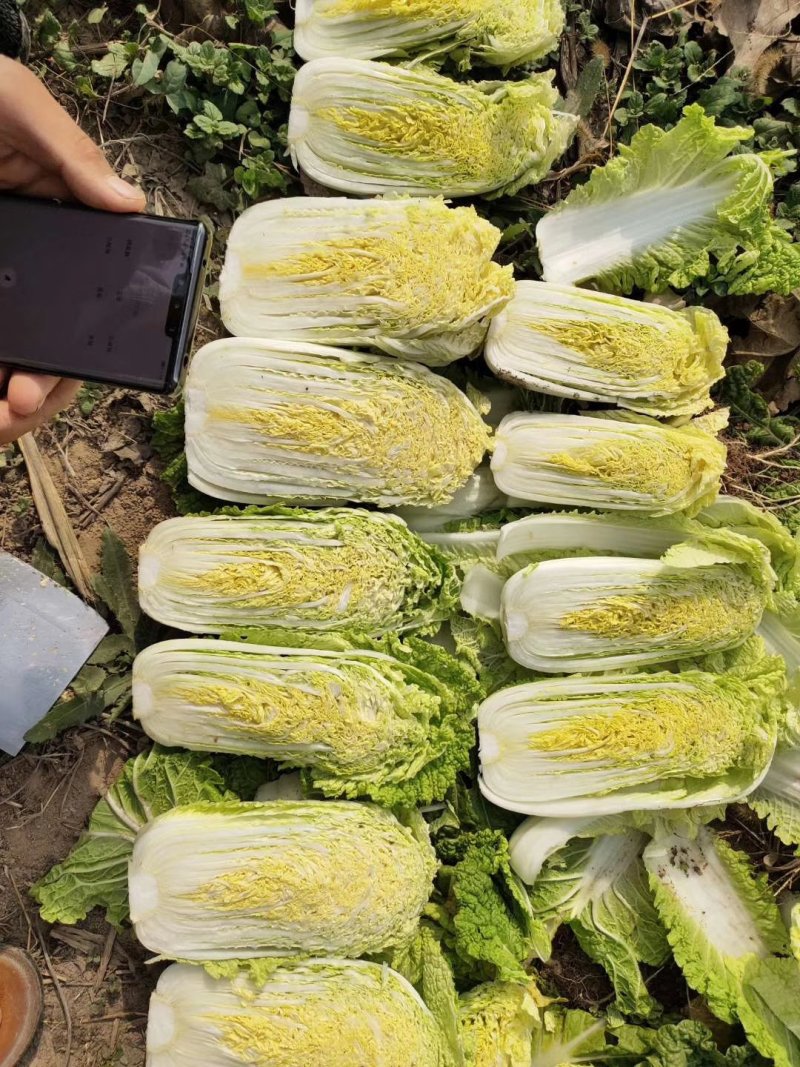 【优质菜】品质好价格低河南商丘大白菜，净菜，毛菜产地直供