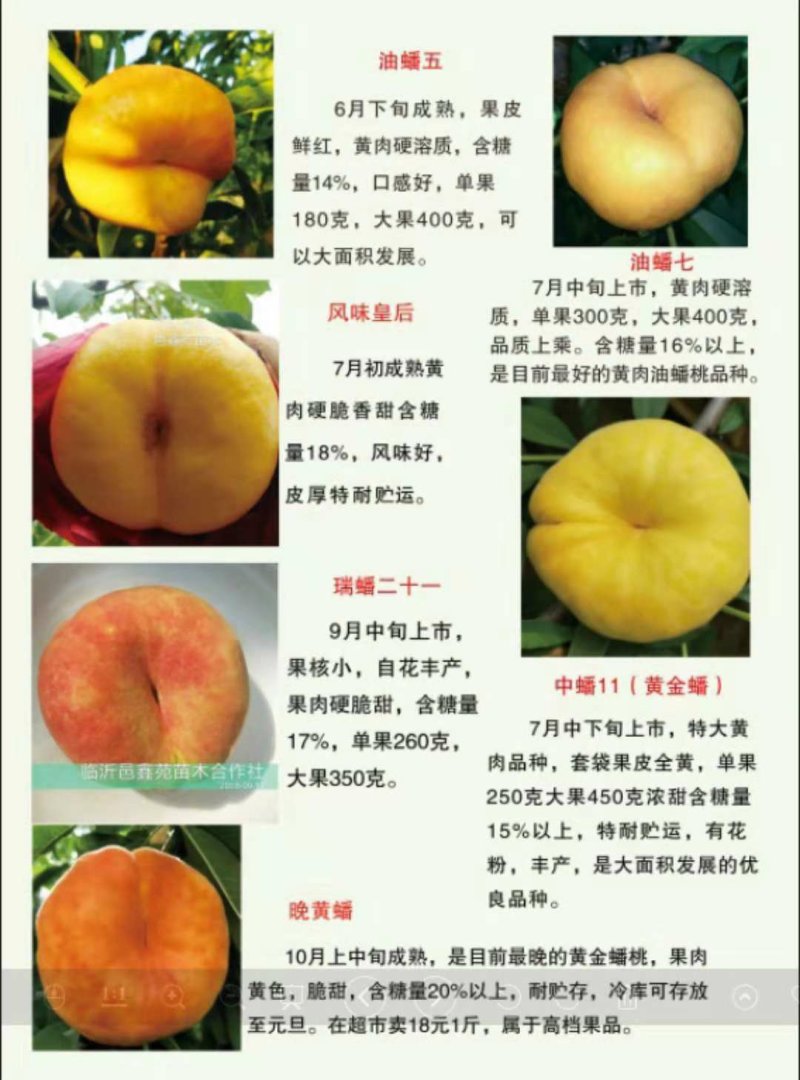 早露蟠桃树，早熟品种，黄蟠，红蟠，油蟠多个品种