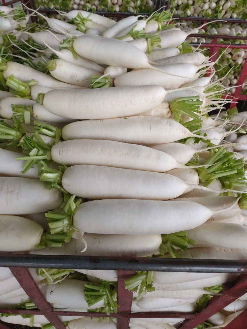 白萝卜