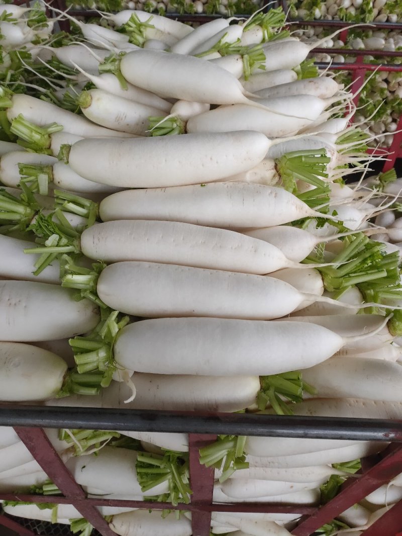 白萝卜