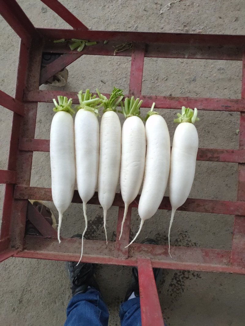 白萝卜