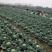 甘蓝圆包菜，出口货，质量好量大对接全国市场