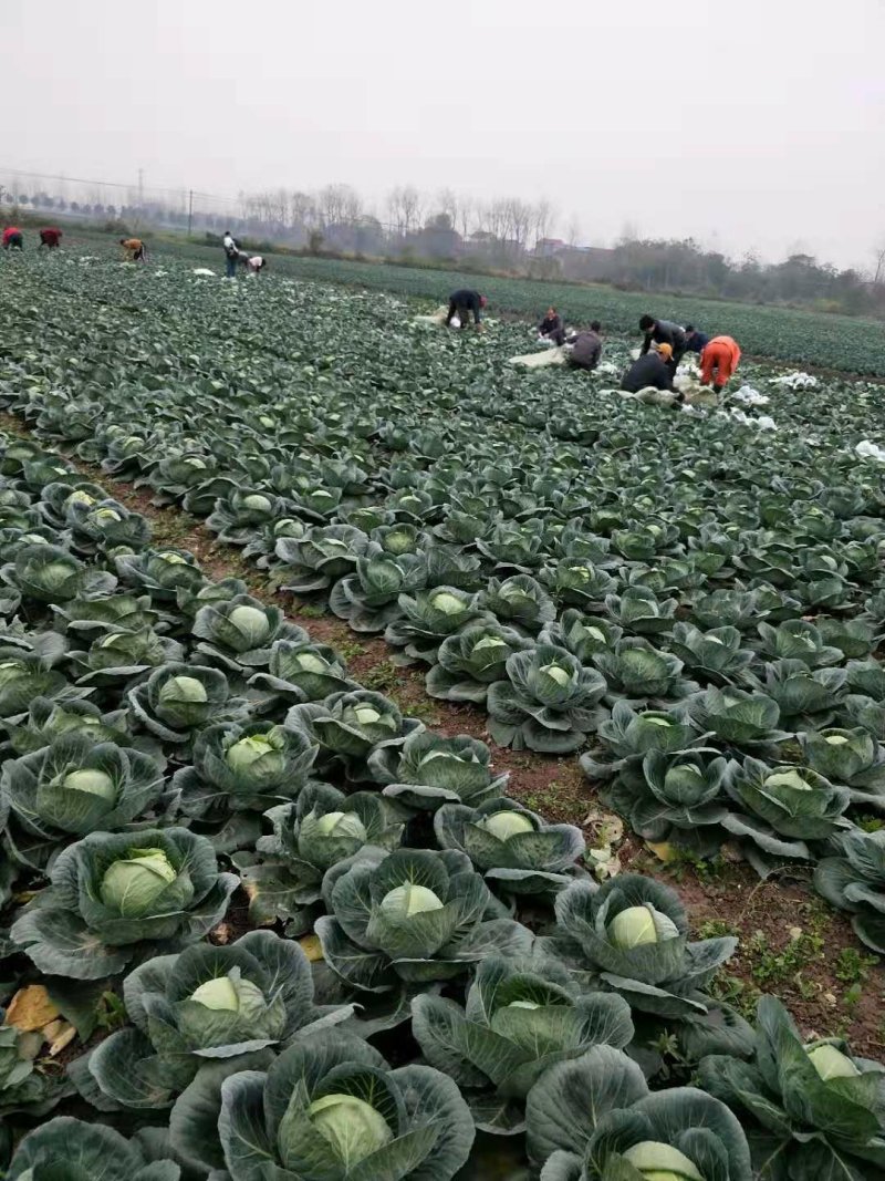 甘蓝圆包菜，出口货，质量好量大对接全国市场
