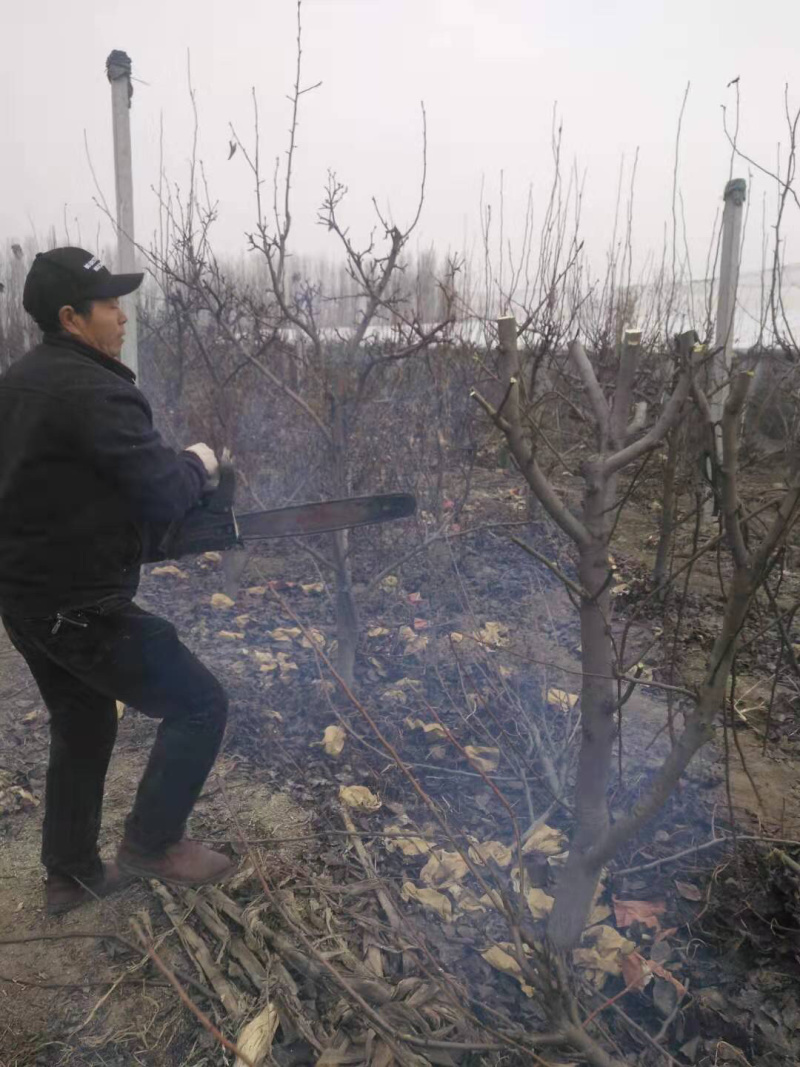 梨树，苹果树，占地梨树，7-10公分