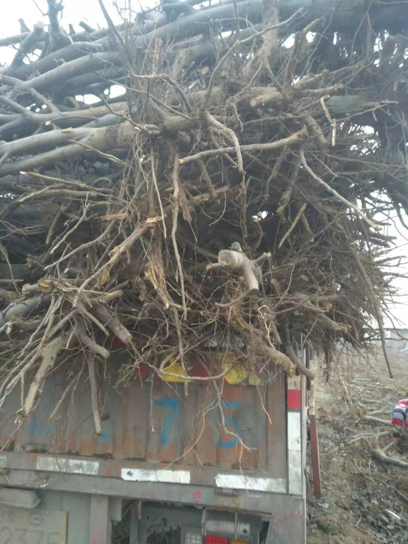 梨树，苹果树，占地梨树，7-10公分