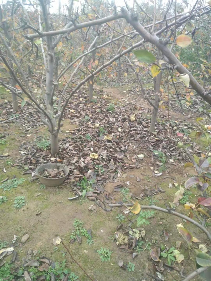 梨树，苹果树，占地梨树，7-10公分