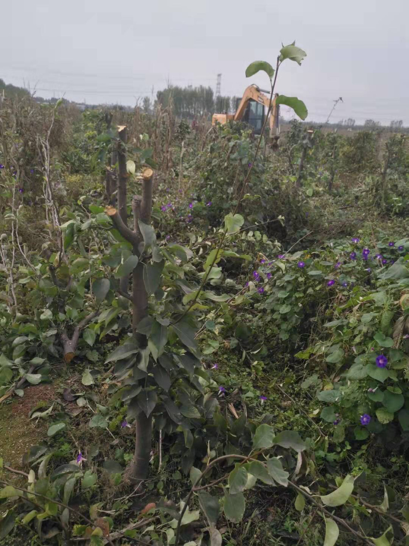 梨树，苹果树，占地梨树，7-10公分