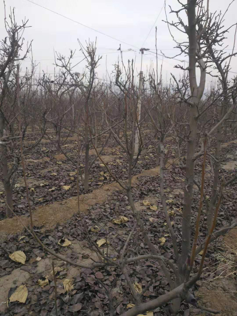 梨树，苹果树，占地梨树，7-10公分