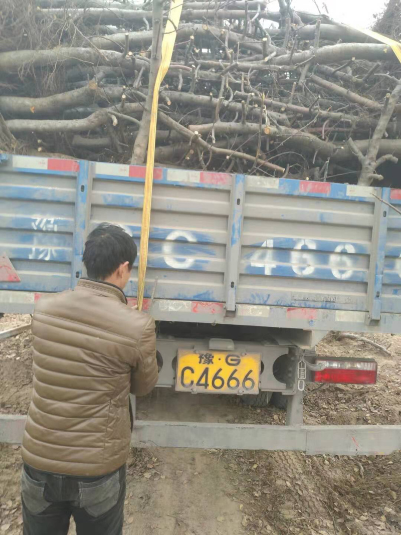 梨树，苹果树，占地梨树，7-10公分