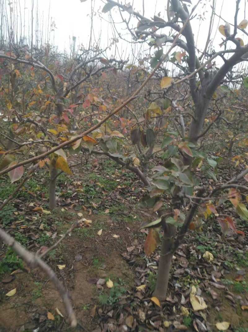 梨树，苹果树，占地梨树，7-10公分