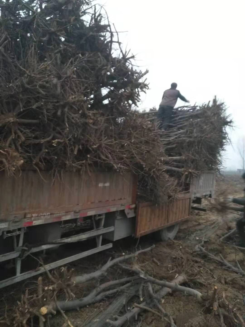 梨树，苹果树，占地梨树，7-10公分