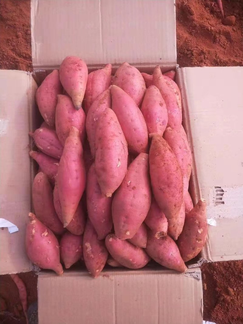 六鳌蜜薯鲜薯蒸烤皆宜粉糯香甜电商超市烤薯各种规格特供