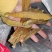 桂东天然晒制红薯干