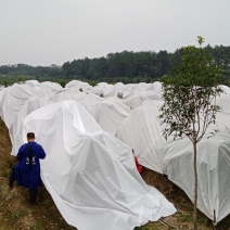 可批发无纺布柑橘防寒布植物罩保温无纺布透气防寒果树布