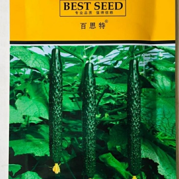 百思特551黄瓜种子