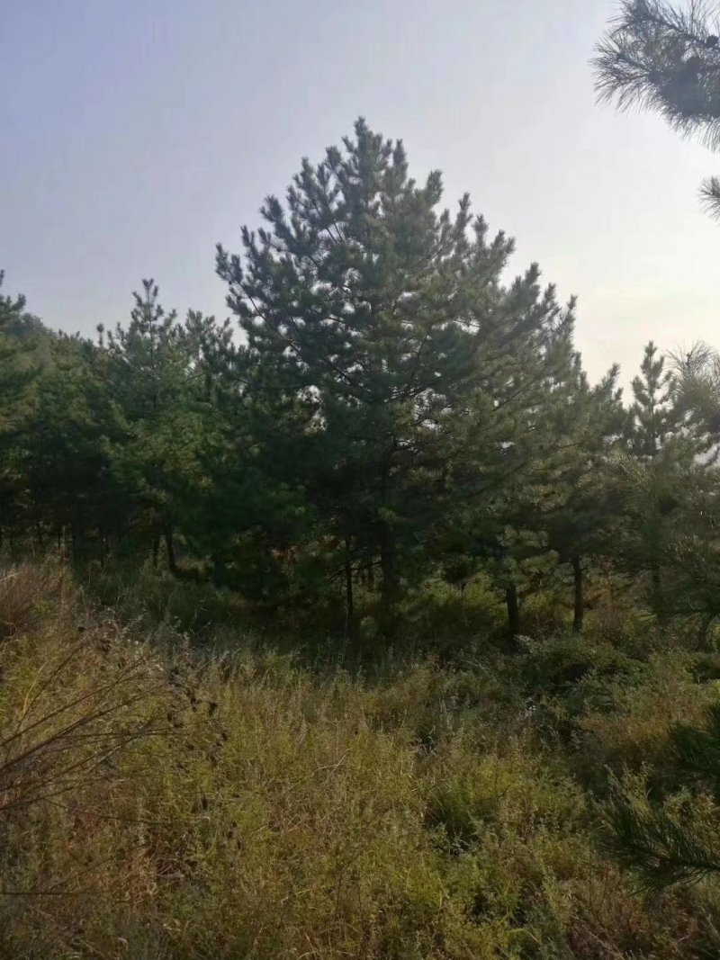 油松