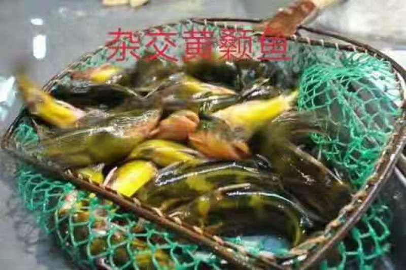 鲫鱼提供技术指导