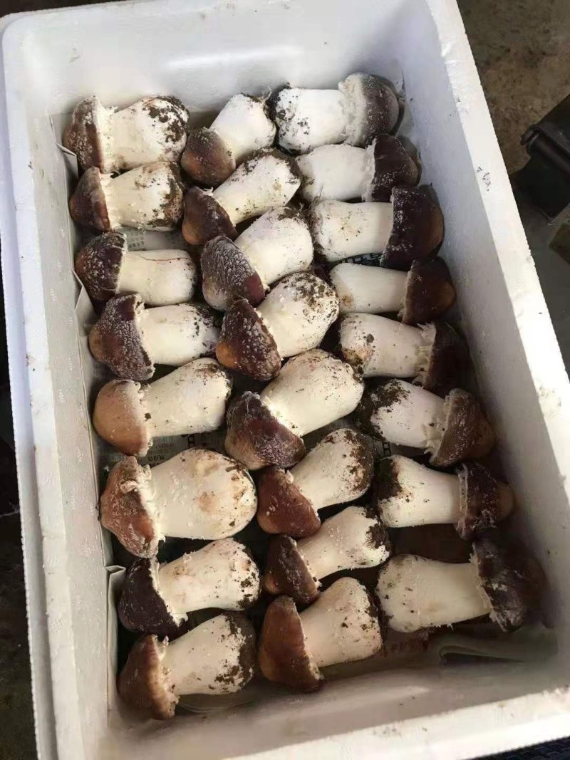 蘑菇，新鲜蘑菇，赤松茸，松茸，一件代发，基地直供