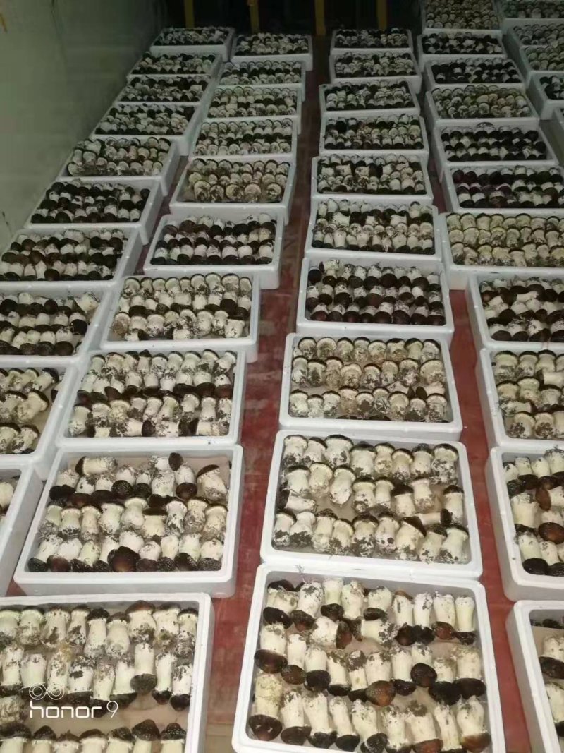 蘑菇，新鲜蘑菇，赤松茸，松茸，一件代发，基地直供