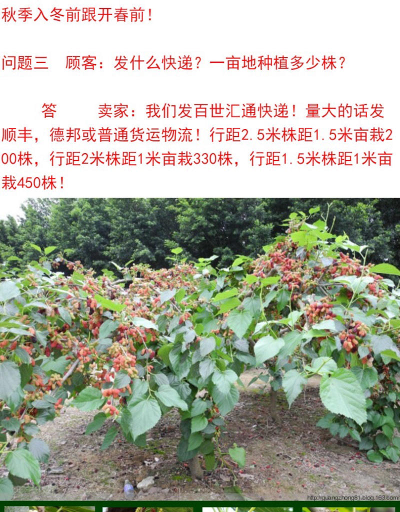 果桑苗台湾72c果树苗桑果苗桑葚苗四季种植