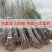 车厘子苗,美早,鲁樱3号,美国一号,俄罗斯8号,早大果