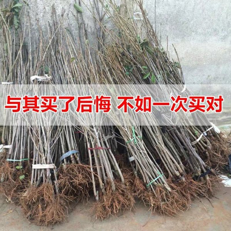 车厘子苗，美早，鲁樱3号，美国一号，俄罗斯8号，早大果