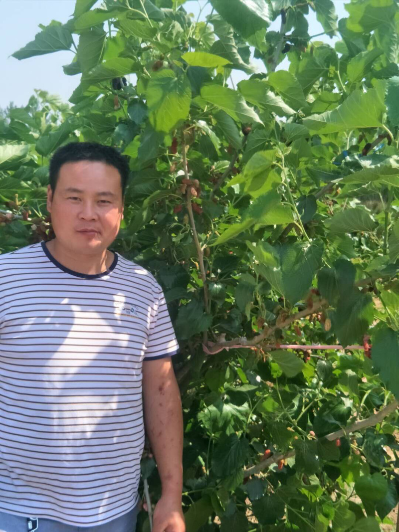 果桑苗台湾72c果树苗桑果苗桑葚苗四季种植