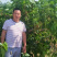 果桑苗台湾72c果树苗桑果苗桑葚苗四季种植