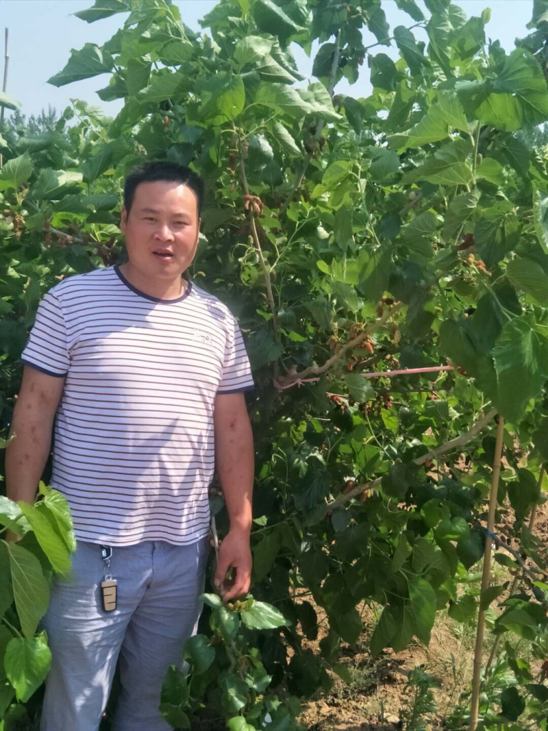 果桑苗台湾72c果树苗桑果苗桑葚苗四季种植