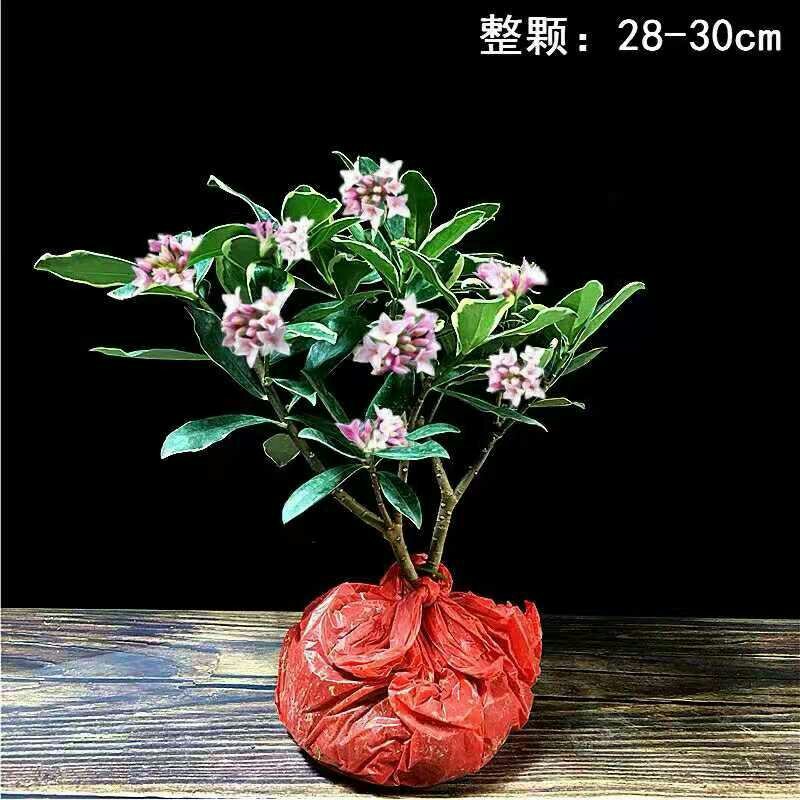 盆栽花卉金边瑞香五年苗3年苗也有包邮包活