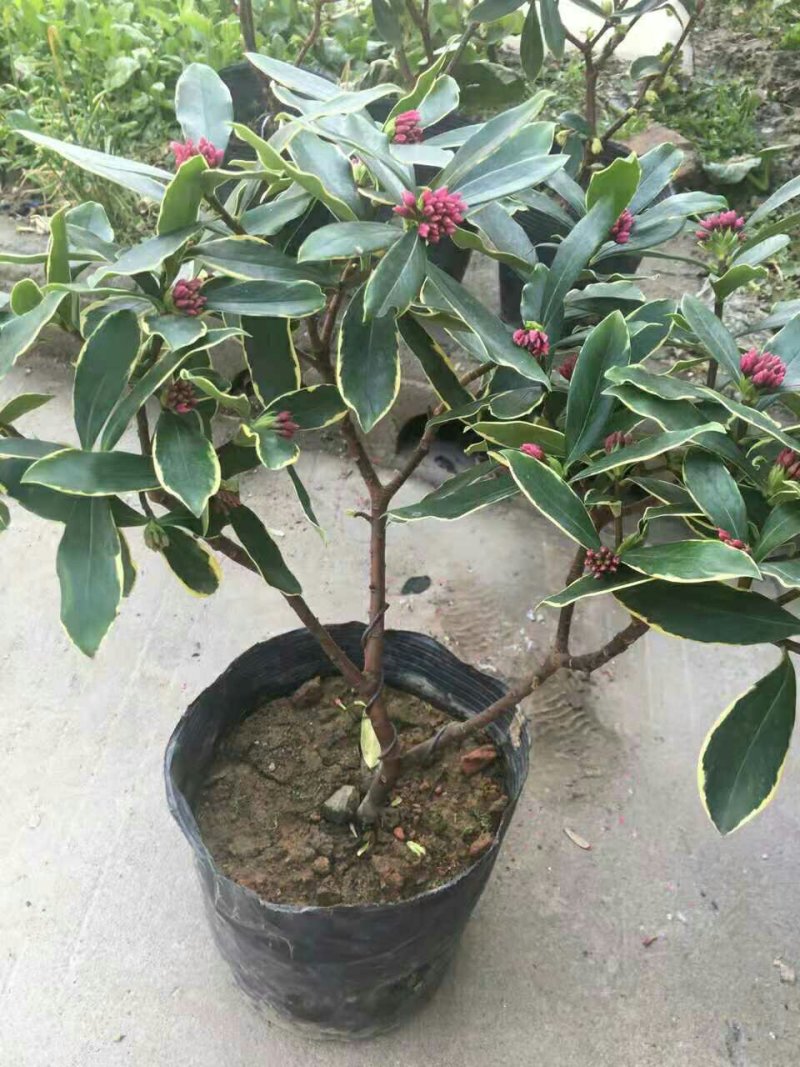 盆栽花卉金边瑞香五年苗3年苗也有包邮包活