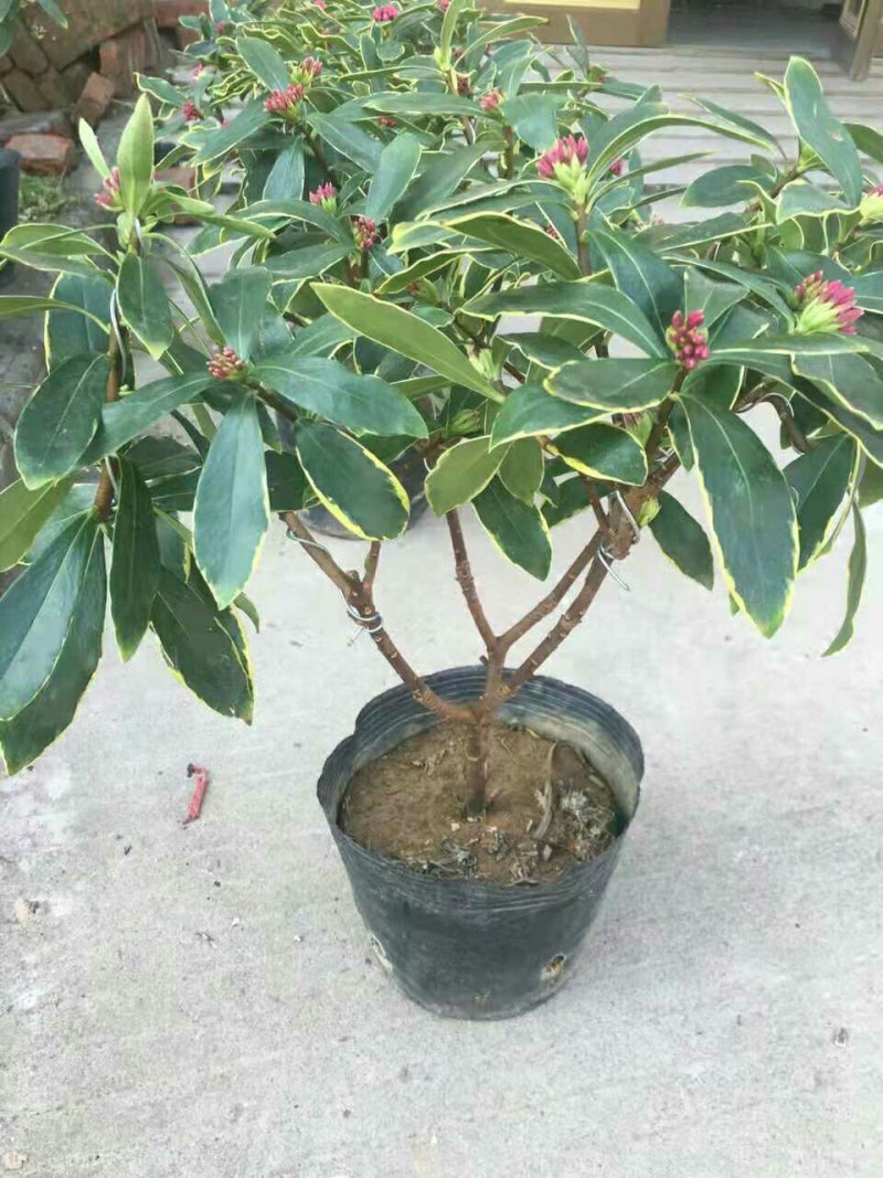 盆栽花卉金边瑞香五年苗3年苗也有包邮包活