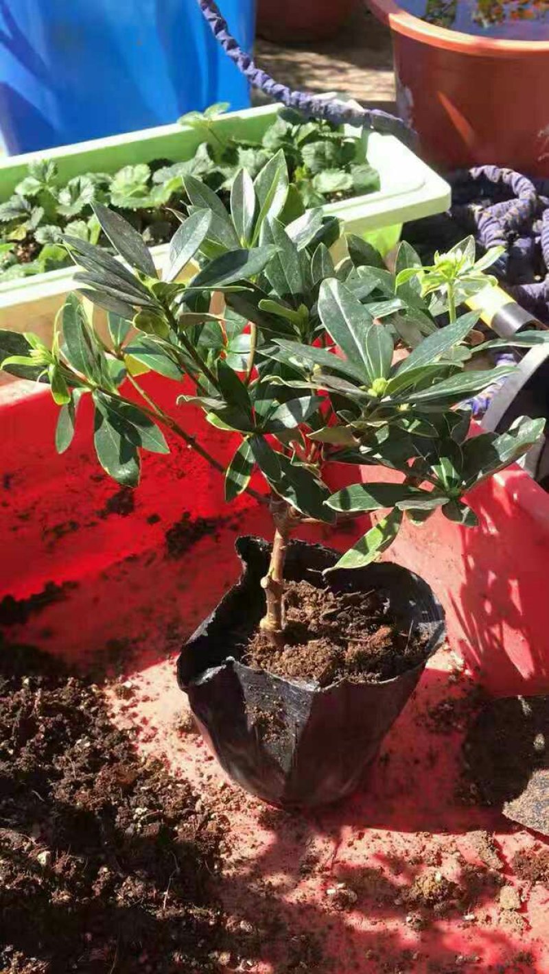 盆栽花卉金边瑞香五年苗3年苗也有包邮包活