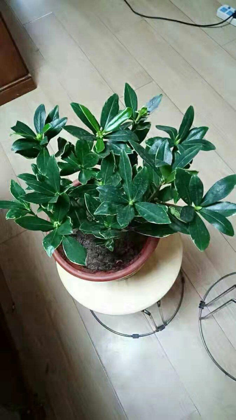 盆栽花卉金边瑞香五年苗3年苗也有包邮包活