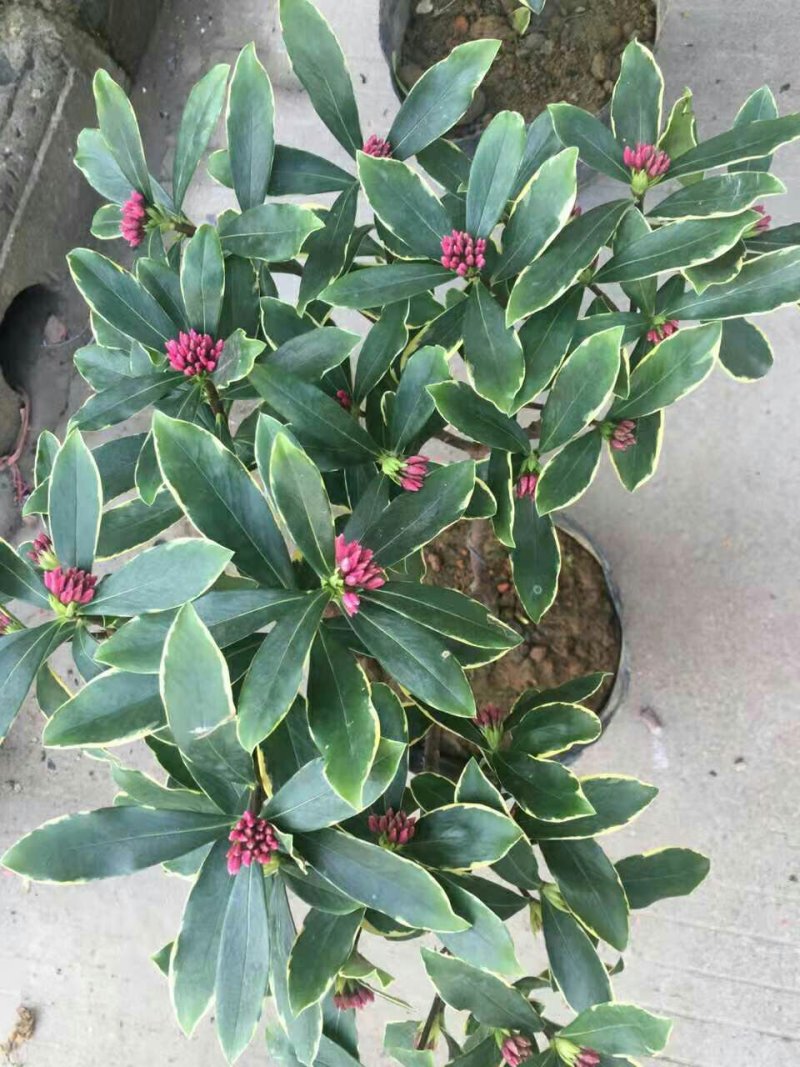 盆栽花卉金边瑞香五年苗3年苗也有包邮包活