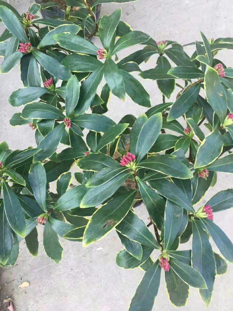 盆栽花卉金边瑞香五年苗3年苗也有包邮包活